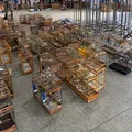Torneio irregular com mais de 90 pássaros é interrompido em Salvador imagem