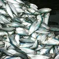 Três espécies de peixes correm risco de extinção no Brasil imagem