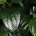 Truque com óleo e bicarbonato pode salvar a saúde das suas plantas imagem