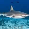 Tubarões são capturados em litoral de famoso paraíso do Nordeste imagem