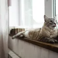 Tutores podem perder a guarda do pet após término imagem