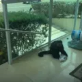 Vídeo: Macaco de ex-deputado foge e mobiliza moradores em Salvador imagem