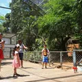 Zoológicos podem ser proibidos de funcionar em todo o Brasil imagem
