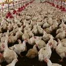 Brasil identifica caso de doença grave causada por frango