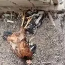 Cães invadem propriedade rural e matam cerca de 37 aves na Bahia