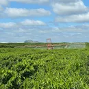 El Niño acende alerta na produção agropecuária