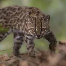 Nova espécie de felino é descoberta após mais de um século