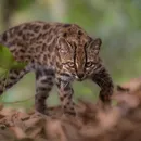 Nova espécie de gato selvagem é descoberta próximo ao Brasil