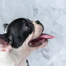 Seu cachorro tem mau hálito? Este pode ser um sinal de alerta
