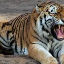 Tigre ataca homem dentro de zoológico; veja o que aconteceu