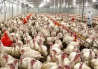 Após doença de Newcastle, governo declara emergência zoossanitária