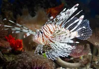 Cerca de 500 peixes de espécie invasora e perigosa são retirados do mar da Bahia