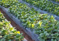 Da fábrica ao campo: entenda como o plástico está salvando alimentos