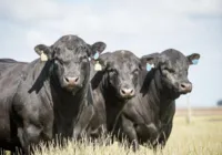 Do pasto ao prato: como Angus transformou pecuária brasileira