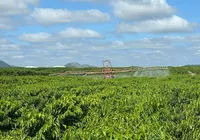 El Niño acende alerta na produção agropecuária