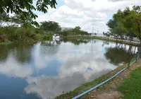 Enxame gigante de abelhas provoca fechamento de parque na Bahia
