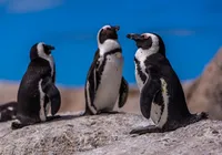 Espécie de pinguim é descoberta após cem anos e já corre risco de extinção