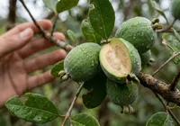 Fim da goiaba comum? Fruta conquista pelo sabor e facilidade em plantio
