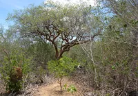 Fungos da Caatinga mostram potencial para biofungicidas resistentes ao calor no semiárido