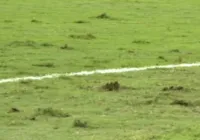 Gramado ruim vira "atração" à parte em amistoso da Seleção Brasileira