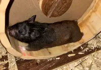 Hamster de 10 meses supera corredores humanos em distância semanal