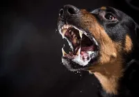 Idosa perde duas orelhas e fica em estado grave após ataque de cães
