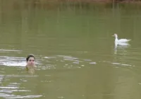 Longe da TV, atriz brasileira vive em fazenda na mata rodeada por animais