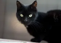 Mito secular no Halloween acende sinal vermelho para tutores de gatos pretos
