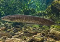 Peixe elétrico pode inspirar tecnologias a enxergar no escuro