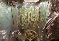 Polícia Civil encontra estufa para cultivo de maconha na Bahia