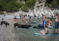 Porcos no mar: veja imagens de praia paradisíaca que viralizou