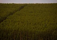 Produção florestal da Bahia cai pela 1ª vez e fecha R$ 1,9 bi em 2025