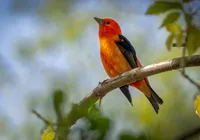 Qual pássaro tem o canto mais bonito? Estudo revela