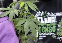 Seis em cada dez flagrantes por drogas viram prisão preventiva