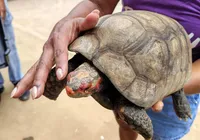 Ter animal silvestre em casa sem licença é crime