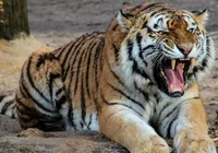 Tigre ataca homem dentro de zoológico; veja o que aconteceu