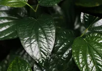 Truque com óleo e bicarbonato pode salvar a saúde das suas plantas
