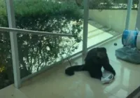 Vídeo: Macaco de ex-deputado foge e mobiliza moradores em Salvador