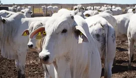 Bahia bate recorde no abate de bovinos em meio ao avanço das exportações de carne