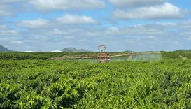 El Niño acende alerta na produção agropecuária
