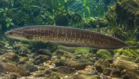 Peixe elétrico pode inspirar tecnologias a enxergar no escuro