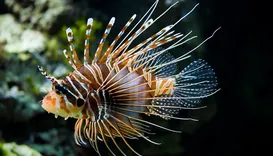 Peixe super-venenoso vira iguaria em restaurantes da Bahia