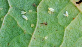 Praga invisível do agro é 3ª maior do país e ameaça safras 26/27