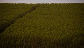 Produção florestal da Bahia cai pela 1ª vez e fecha R$ 1,9 bi em 2025