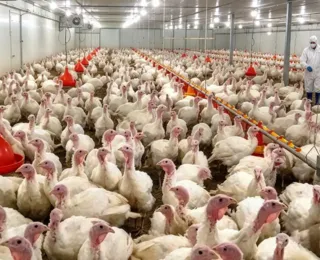 Após doença de Newcastle, governo declara emergência zoossanitária