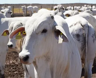 Bahia bate recorde no abate de bovinos em meio ao avanço das exportações de carne