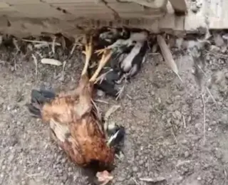 Cães invadem propriedade rural e matam cerca de 37 aves na Bahia