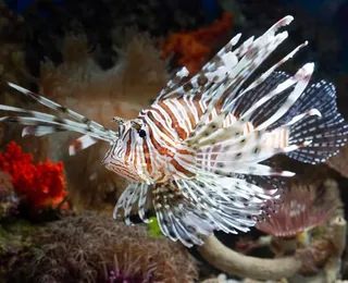 Cerca de 500 peixes de espécie invasora e perigosa são retirados do mar da Bahia