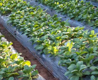 Da fábrica ao campo: entenda como o plástico está salvando alimentos