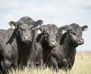 Do pasto ao prato: como Angus transformou pecuária brasileira